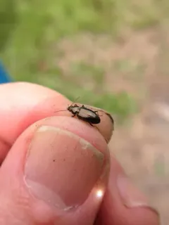 Bembidion obliquulum thumbnail 3