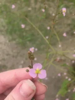 lance-leaved water-plantain thumbnail 4