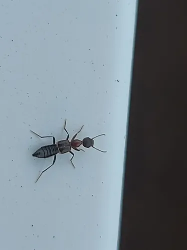 Rugilus angustatus