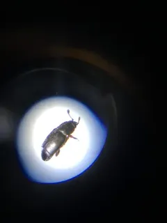 Carpophilus brachypterus thumbnail 2