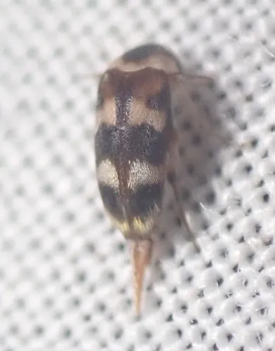 Tolidomordella discoidea