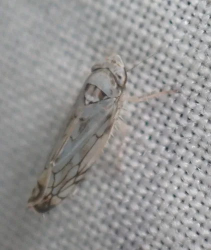 Scaphoideus cinerosus