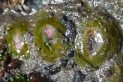 Elliptochloris marina thumbnail 3