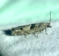 Pseudexentera vaccinii thumbnail 4