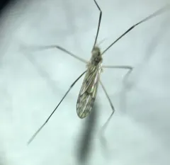Ormosia romanovichiana thumbnail 3
