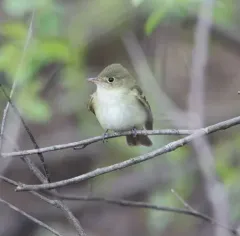 Acadian Flycatcher thumbnail 2