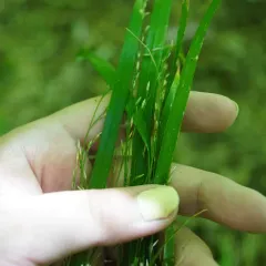 Nodding Fescue thumbnail 4