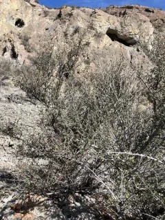 Littleleaf Mountain Mahogany thumbnail 3