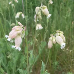 bladder campion photo