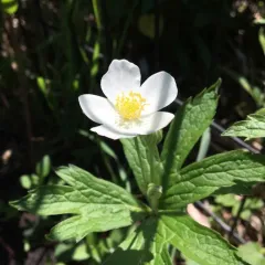 meadow anemone thumbnail 5