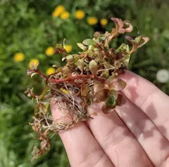Water-purslane thumbnail 4