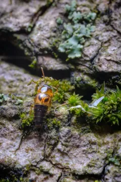 Tachyporus lecontei thumbnail 3
