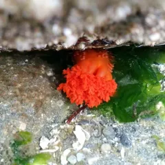 Orange Sea Cucumber thumbnail 2