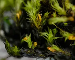 Smooth Bristle-moss thumbnail 2
