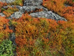 sand pygmyweed thumbnail 2
