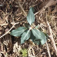 Little Prince's Pine thumbnail 1