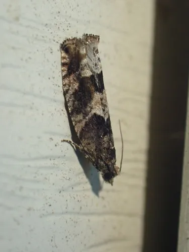 Pseudexentera maracana
