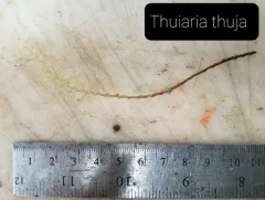 Thuiaria thuja thumbnail 2