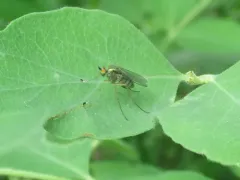 Dolichopus dakotensis thumbnail 2