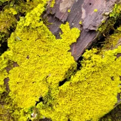 Powdery Sunburst Lichen thumbnail 2