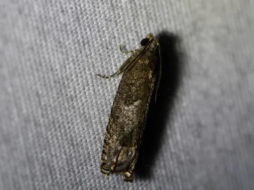 Shagbark Hickory Leafroller Moth