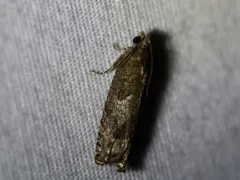 Shagbark Hickory Leafroller Moth thumbnail 1