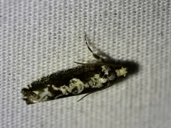 Filigreed Moth thumbnail 3