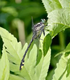 Splendid Clubtail thumbnail 1