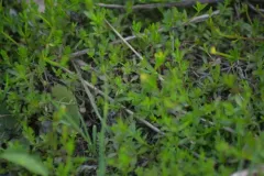 Limestone Swamp Bedstraw thumbnail 2