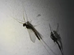 angler's prong-gilled mayfly thumbnail 2