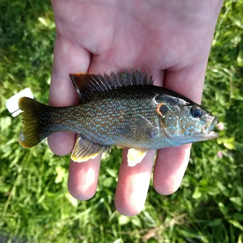 Green Sunfish