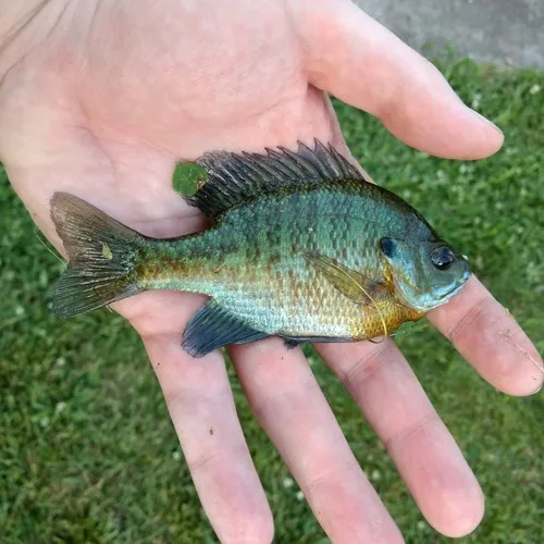 Bluegill