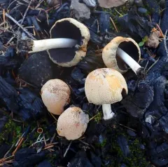 Coprinellus bipellis thumbnail 4