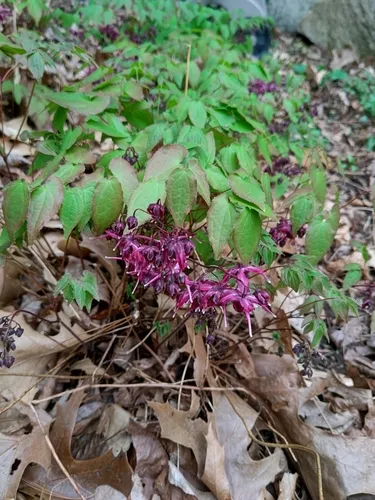 large-flowered barrenwort