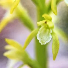 northern coralroot thumbnail 2