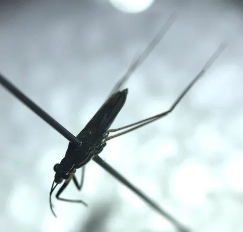Gerris argenticollis
