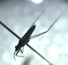 Gerris argenticollis thumbnail 1