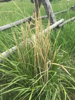 giant wild rye thumbnail 2