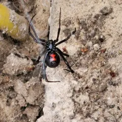 Western Black Widow thumbnail 2