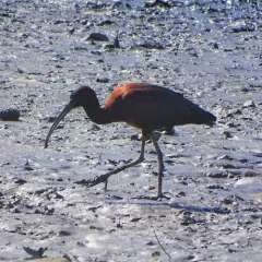 Glossy Ibis thumbnail 2