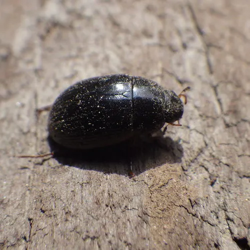 Hydrobius fuscipes