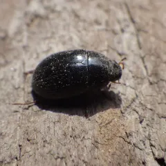 Hydrobius fuscipes thumbnail 1