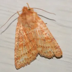 Pettit's Sallow thumbnail 3