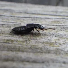 Coprophilus striatulus thumbnail 2