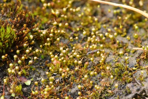 Banded Cord-moss
