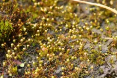 Banded Cord-moss thumbnail 1