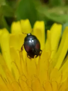 Margarinotus purpurascens thumbnail 2