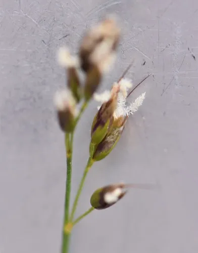 Alpine Sweetgrass