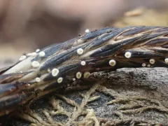 Psilachnum inquilinum thumbnail 1