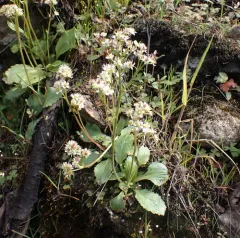 Western Saxifrage thumbnail 4